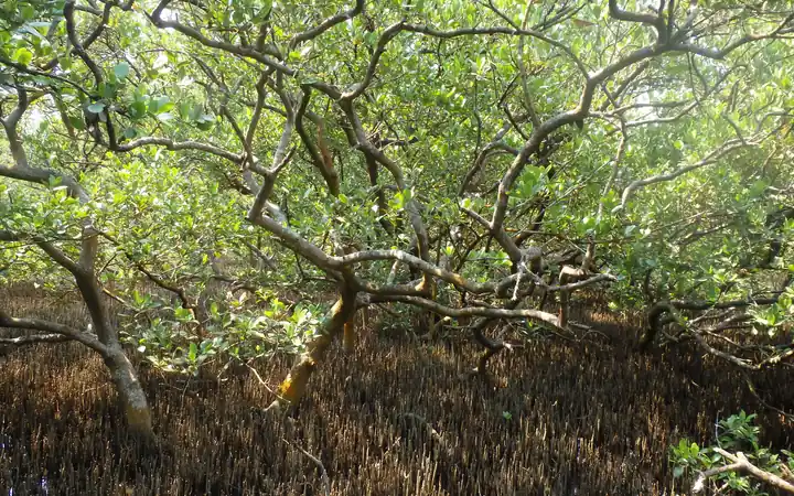 Manglar costero cerca de Tuxpan, Veracruz, con raíces aéreas y vegetación densa